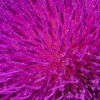 thistle