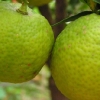 Mandarinen