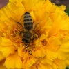 Biene auf Futtersuche