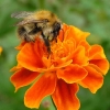 Hummel auf Blüte