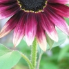 Sonnenblume