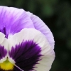 Pansy
