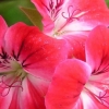 Geranium