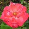 Red rose