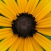 Jerusalem artichoke
