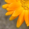 Fly on a calendula