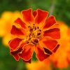 Flower of which I don't know the name