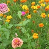 Flower meadow