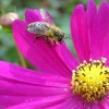 Fly in the sun