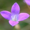 Flower of which I don't know the name