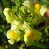Snapdragon