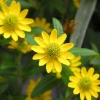 墙花