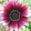 葵花