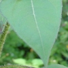 葵花