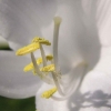 百合花