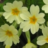 primrose