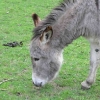 donkey