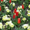 spring flowers
