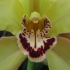 orchid