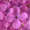 紫丁香花