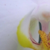 兰花