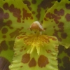 兰花