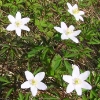 and everywhere there were this cute little anemons