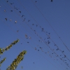 flock of swallows